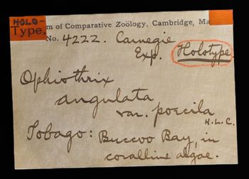 Media type: image;   Invertebrate Zoology OPH-4222 Description: Labels for this specimen included in the specimen tray.;  Aspect: labels
